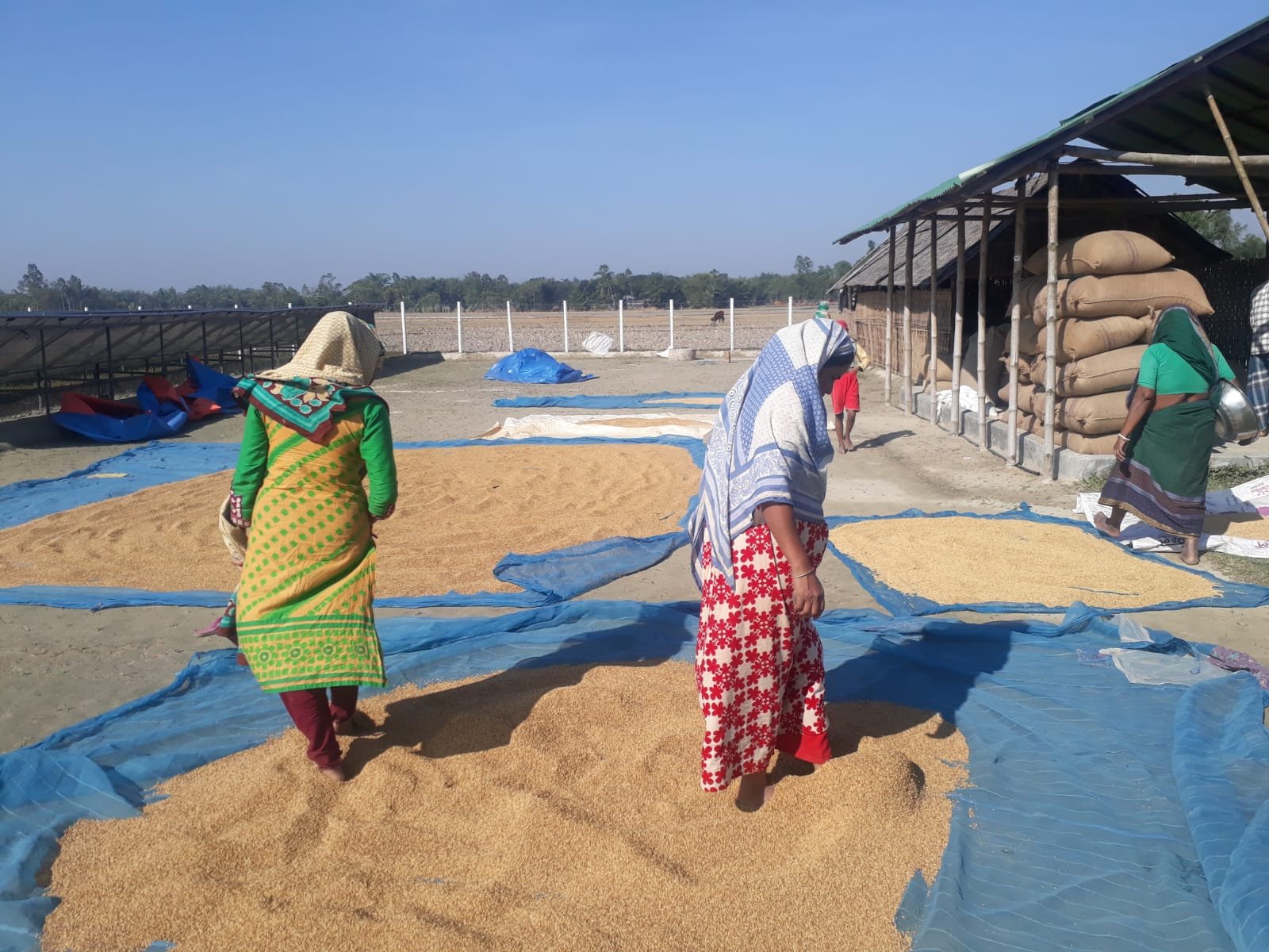 Solar irrigation insight
